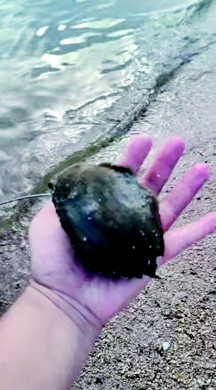 海边捡个“黑疙瘩”还带天线和芯片？