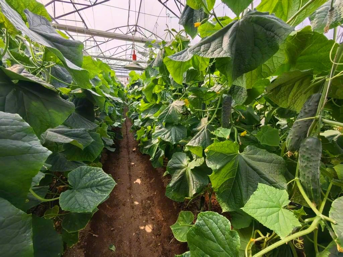 国产育种 “芯” 突破！青岛推出华南型黄瓜专用芯片